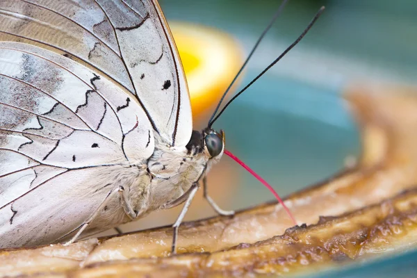 Krásný motýl closeup — Stock fotografie