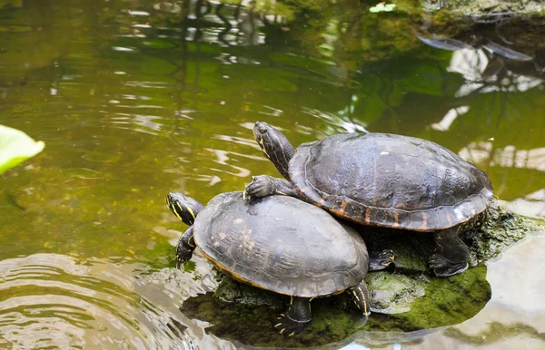 Schildkrötenfreunde — Stockfoto