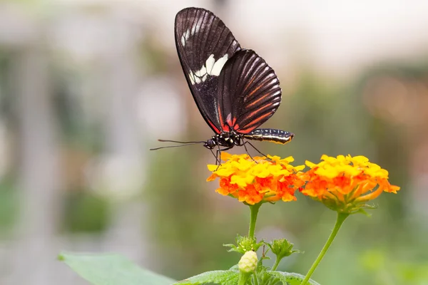 Hermosa mariposa en flor colorida — Foto de Stock