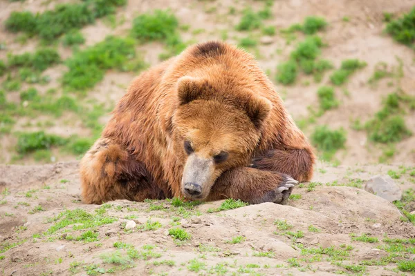 クマを眠っています。 ロイヤリティフリーのストック画像