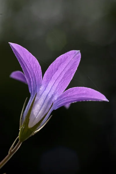 Flor de verano - Campanula patula — Foto de Stock