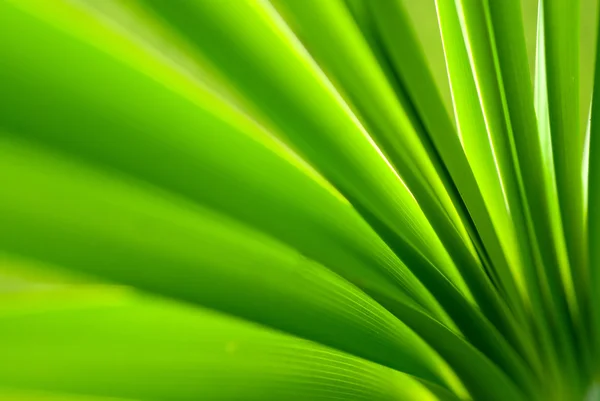 Stock image Green reed