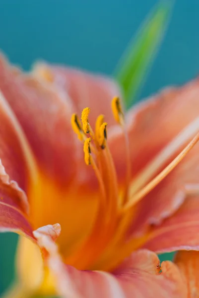 stock image Summer flower - Liliaceae