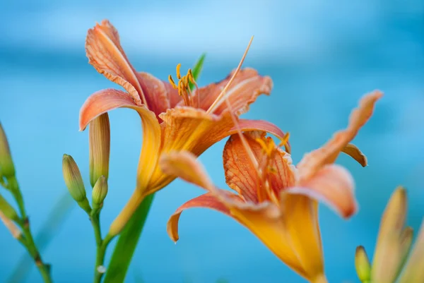 Летний цветок - Liliaceae — стоковое фото