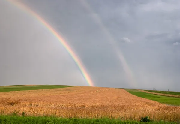 Wheat field with rainbow — Stock Photo, Image