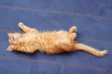 Kitten sleeps on the back clipart