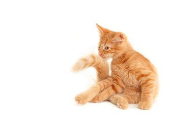 Playful kitten clipart