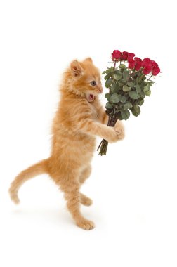 yavru kedi catch topu