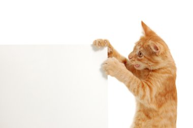 Kitten holding banner's corner clipart