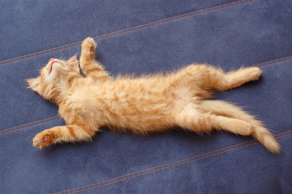 stock image Kitten sleeps on the back