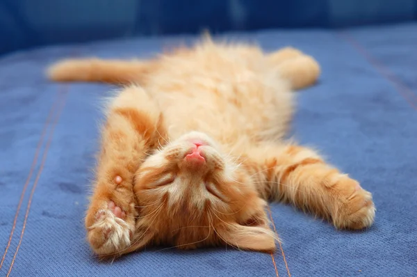 Kitten sleeps on the back — Stock Photo, Image