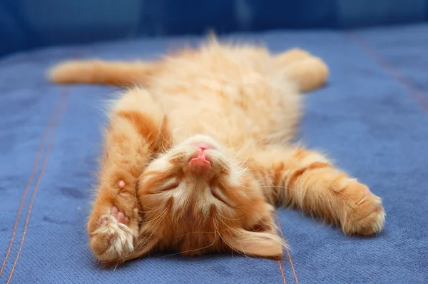 stock image Kitten sleeps on the back