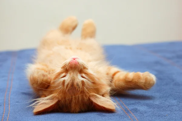 Gattino dorme sul retro — Foto Stock