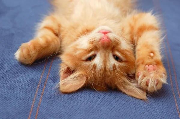 Kitten liggend op de rug — Stockfoto
