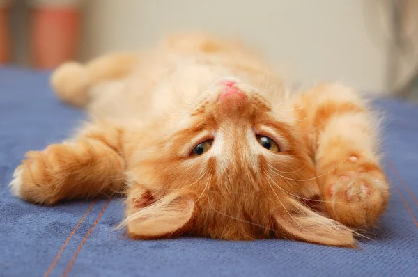 Gattino sdraiato sul retro — Foto Stock