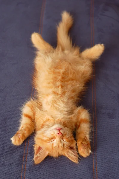 Kätzchen schläft auf dem Rücken wie ein Baumstamm — Stockfoto