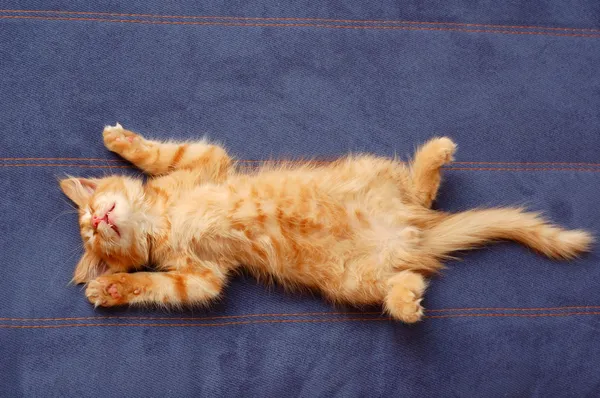 Yavru kedi kanepenin arkasında yatıyor. — Stok fotoğraf
