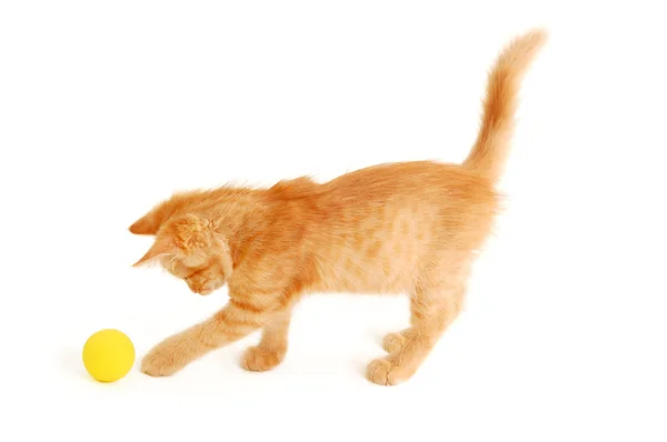 Yavru kedi komik kırmızı beyaz zemin üzerine izole topu yakalamak — Stok fotoğraf