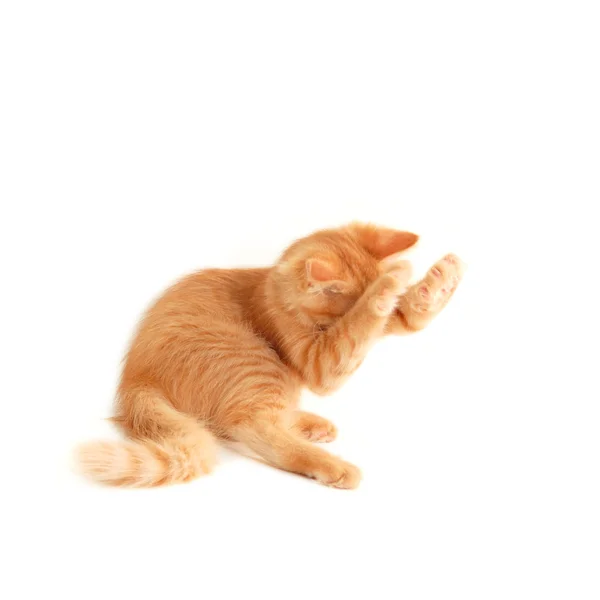 Oynak yavru kedi — Stok fotoğraf