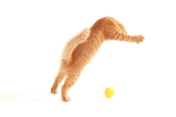 子猫面白い赤いキャッチ ボール — ストック写真
