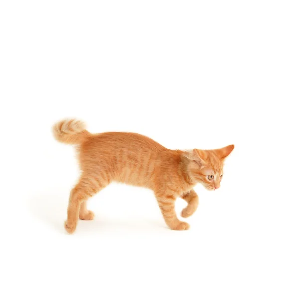 Злой котенок изолирован на белом фоне — стоковое фото