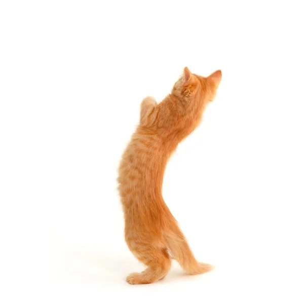 Yavru kedi ayakta — Stok fotoğraf