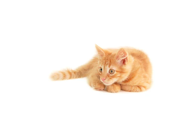 Vermelho engraçado gatinho brincalhão — Fotografia de Stock