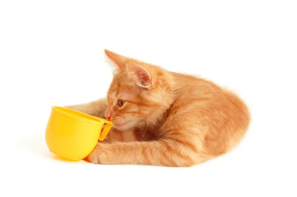 Kitten sommelier smeel cup of drink — Stock Photo, Image