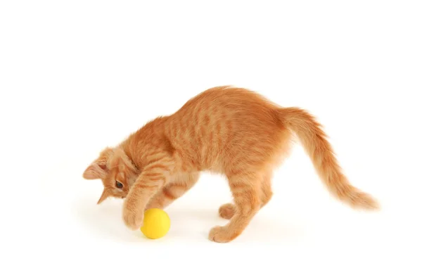 Kitten funny red catch ball — Stock Photo, Image