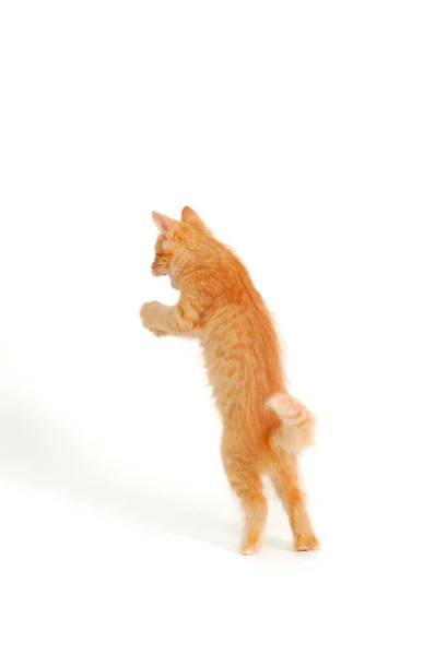 Kitten funny red catching — Stock Photo, Image