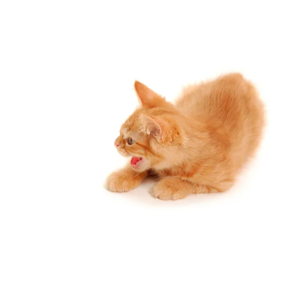 Котенок плюется — стоковое фото