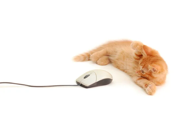 Kitten playing with computer mouse — Stock Photo, Image