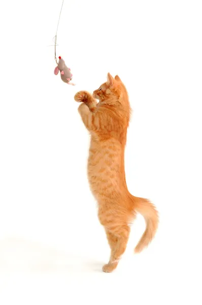 Kitten playing with toy mouse — Stock Photo, Image