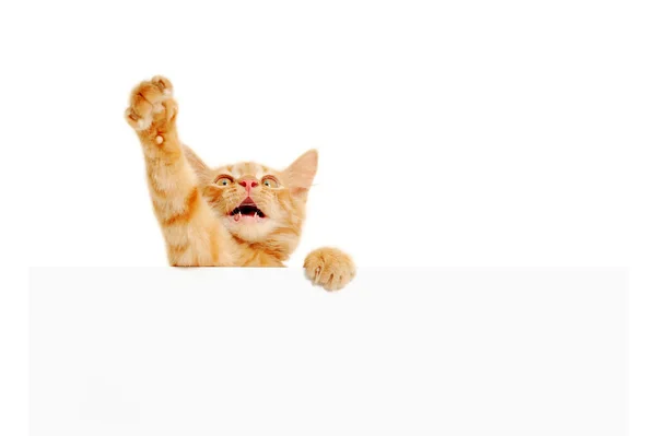 Haut-parleur chaton tenant bannière vierge — Photo