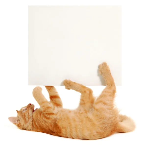 Banner em branco nas patas do gatinho — Fotografia de Stock