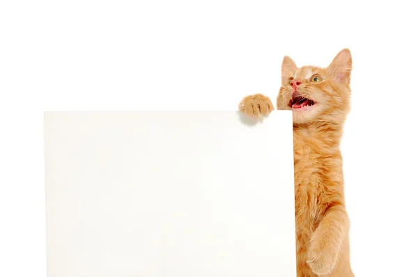 Bannière de tenue de chaton parlant — Photo