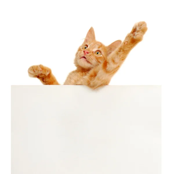 Vote for red cats! — Stock Photo, Image