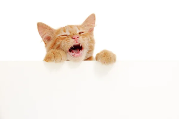 Kitten singing holding blank banner — Stock Photo, Image