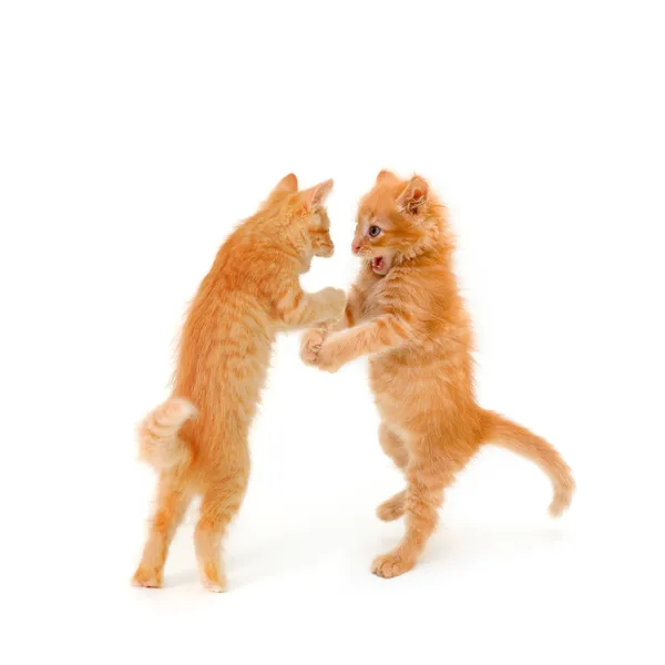 Dois amigos gatinhos dançando e falando — Fotografia de Stock