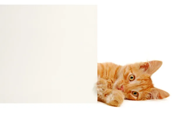 Баннер в лапах котенка — стоковое фото