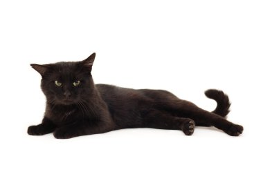 Old black cat clipart