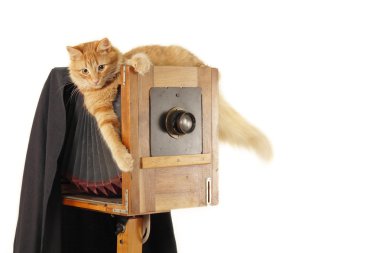 Cat retro photographer with vintage camera in studio clipart