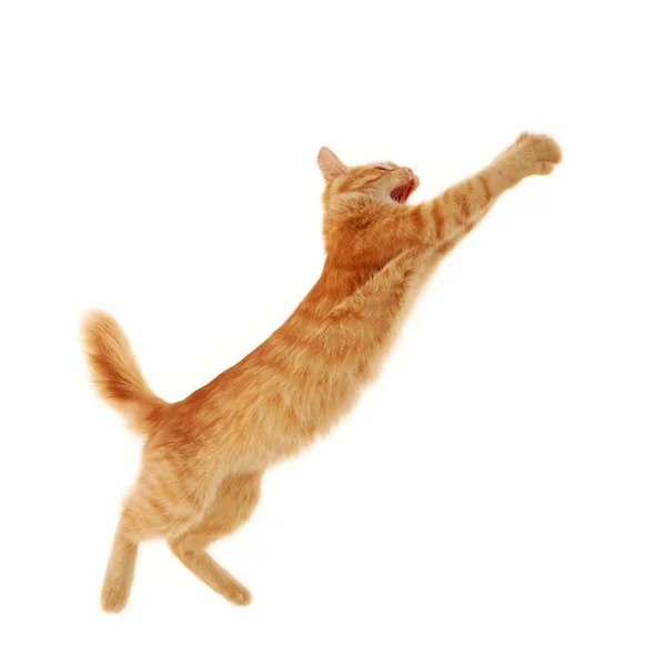 Kitten springen — Stockfoto