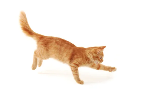 Kitten jumping — Stock Photo, Image