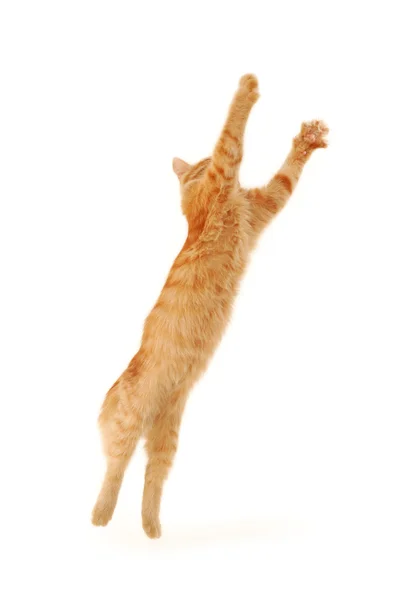 Kattunge hoppning — Stockfoto