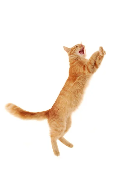 Прыжки котенка — стоковое фото