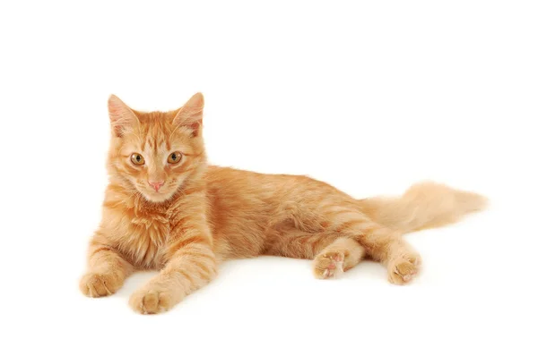 Vörös cica pihen — Stock Fotó