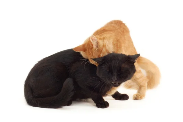 老黑猫和小猫打架 — 图库照片