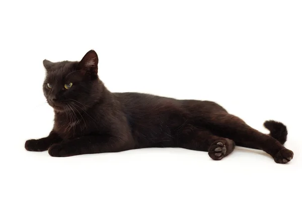 오래 된 검은 고양이 — 스톡 사진