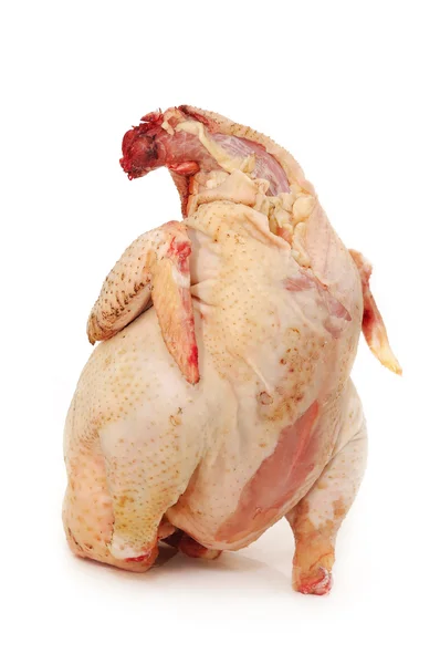 원시 신선한 닭고기 — 스톡 사진